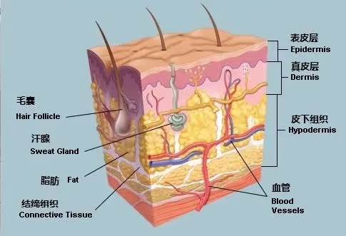 【红会科普】火遍全网的刷酸  看完这篇您就懂了